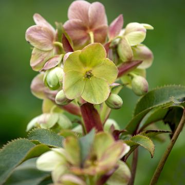 Helleborus sternii - Elleboro