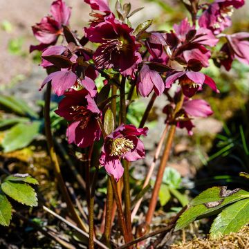 Helleborus orientalis subsp. abchasicus - Elleboro orientale