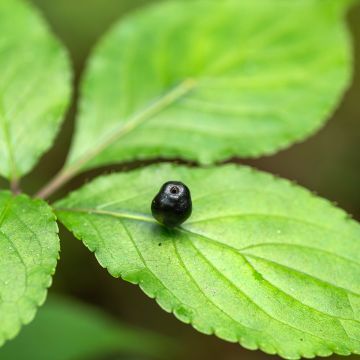 Helwingia japonica (Feminna)