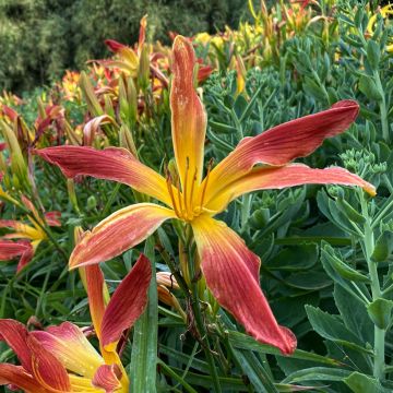 Hemerocallis Hot Wheels - Emerocallide