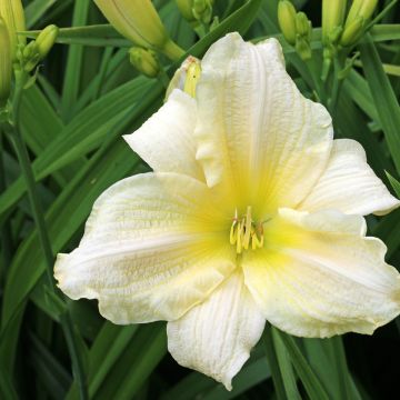 Hemerocallis Agape Love - Emerocallide
