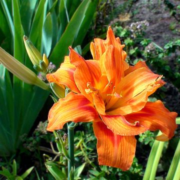 Hemerocallis Apricot Beauty - Emerocallide