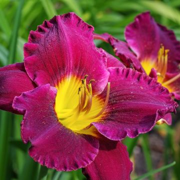 Hemerocallis Bela Lugosi - Emerocallide