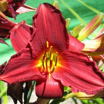 Hemerocallis Bonnie Boy - Emerocallide