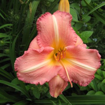 Hemerocallis Botticeli - Emerocallide