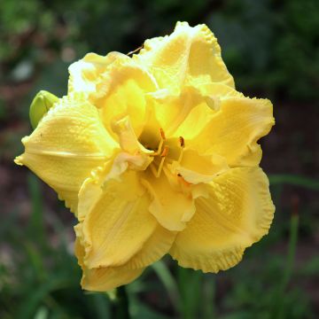 Hemerocallis Cabbage Flower - Emerocallide