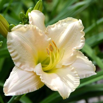 Hemerocallis Chateau Blanc - Emerocallide