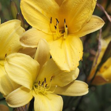 Hemerocallis Corky - Emerocallide