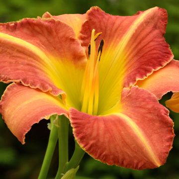 Hemerocallis Crackling Rosie - Emerocallide