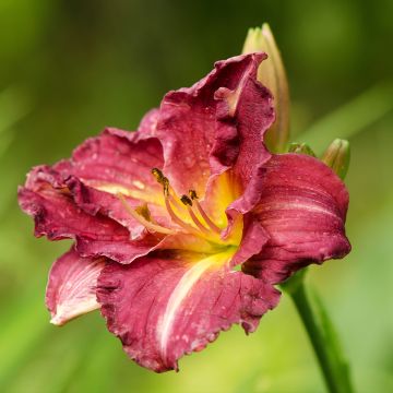 Hemerocallis Desdemona - Emerocallide