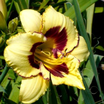 Hemerocallis El Desperado - Emerocallide