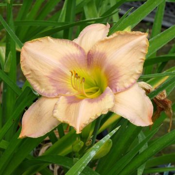 Hemerocallis Elegantissima - Emerocallide