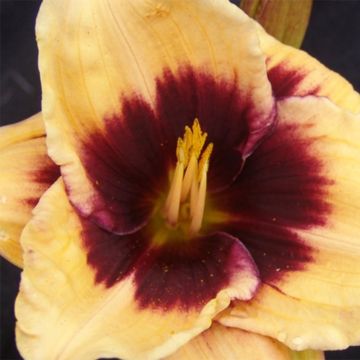 Hemerocallis Eye of Newt - Emerocallide