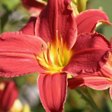 Hemerocallis Fabulous Favorite - Emerocallide