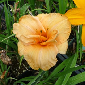 Hemerocallis Flower Pavilion - Emerocallide