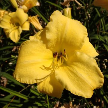 Hemerocallis Frozen Jade - Emerocallide