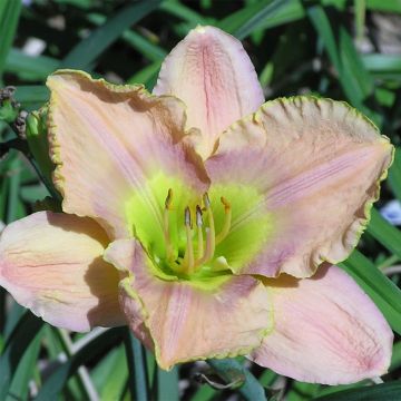 Hemerocallis Graceland - Emerocallide