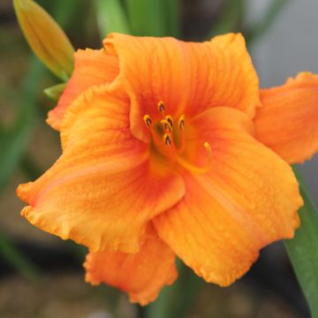 Hemerocallis Hot Wire - Emerocallide