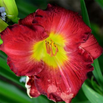 Hemerocallis Hunter's Torch - Emerocallide