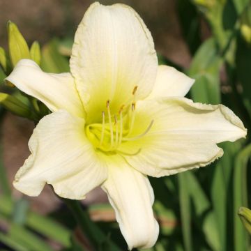 Hemerocallis Icily Light - Emerocallide