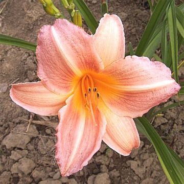 Hemerocallis Insenescence - Emerocallide