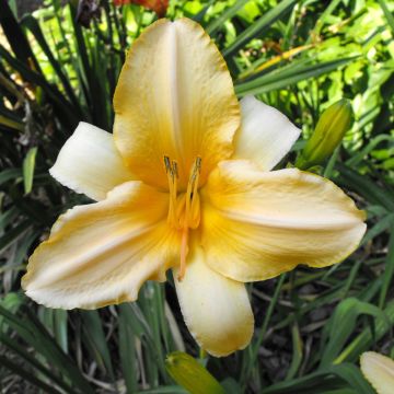 Hemerocallis Ivory Marble - Emerocallide