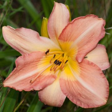 Hemerocallis Joyful Occasion - Emerocallide