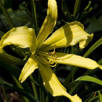 Hemerocallis Lady Fingers - Emerocallide