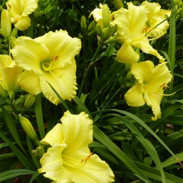 Hemerocallis Lemon Lyric - Emerocallide