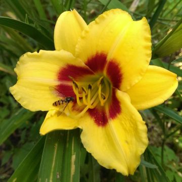 Hemerocallis Little Cadet - Emerocallide