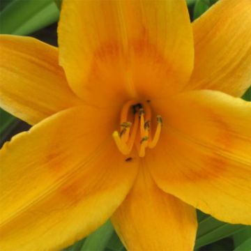 Hemerocallis Lucretius - Emerocallide