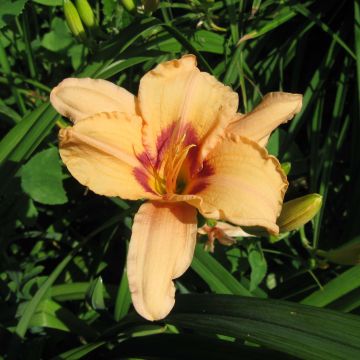 Hemerocallis Lynn Hall - Emerocallide