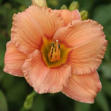 Hemerocallis Mama Cha Cha - Emerocallide