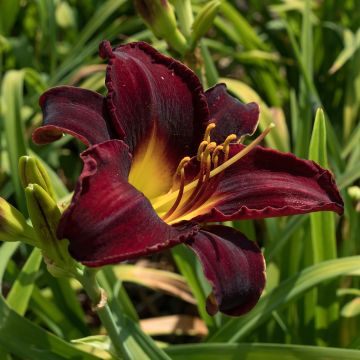 Hemerocallis Midnight Magic - Emerocallide