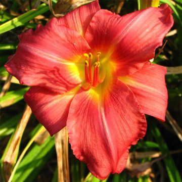 Hemerocallis New Note - Emerocallide