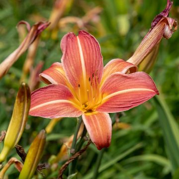Hemerocallis Neyron Rose - Emerocallide
