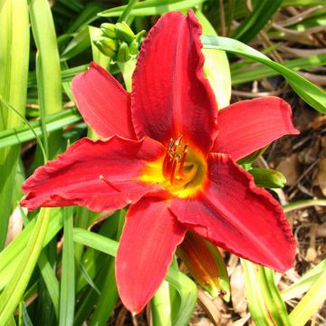 Hemerocallis Oriental Ruby - Emerocallide