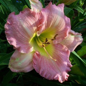 Hemerocallis Pink Flirt - Emerocallide
