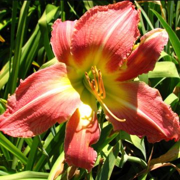 Hemerocallis Pink Super Spider - Emerocallide