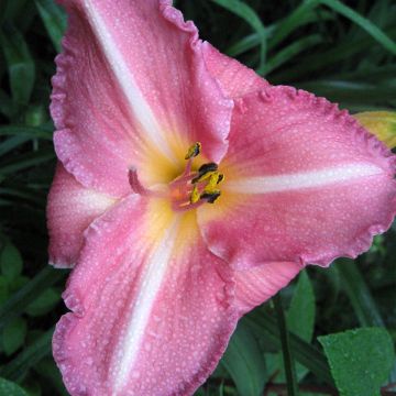 Hemerocallis Royal Flair - Emerocallide