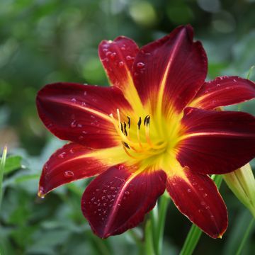 Hemerocallis Ruby Spider - Emerocallide