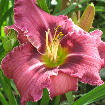 Hemerocallis Russian Ragtime - Emerocallide