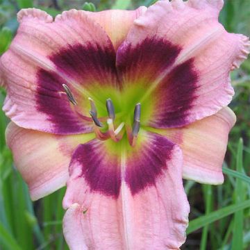 Hemerocallis Siloam Bo Peep - Emerocallide