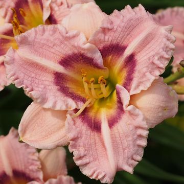 Hemerocallis Siloam Merle Kent - Emerocallide