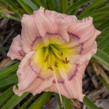 Hemerocallis Siloam David Kirchhoff - Emerocallide