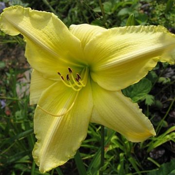 Hemerocallis Soft Cashmere - Emerocallide