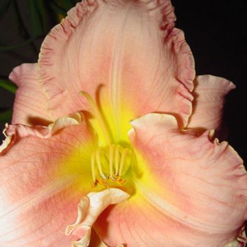 Hemerocallis Someone Special - Emerocallide