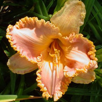 Hemerocallis Spacecoast Starburst - Emerocallide