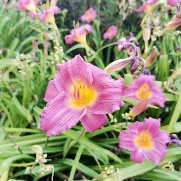 Hemerocallis Speak to Me - Emerocallide