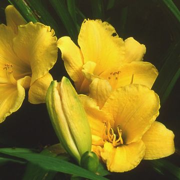 Hemerocallis Sun's Eyes - Emerocallide